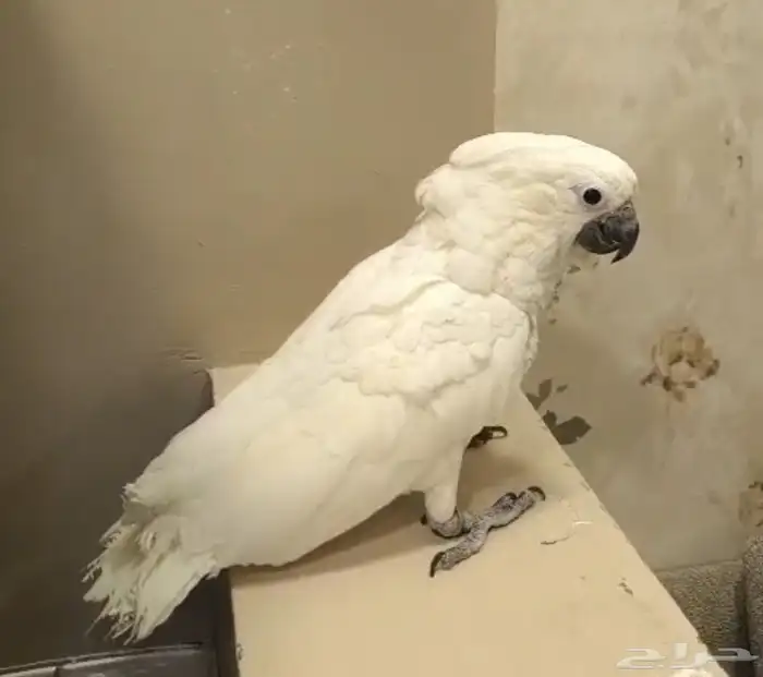 فرخ كاكاتوا امبريلا سوبر سوبر جامبوا 0