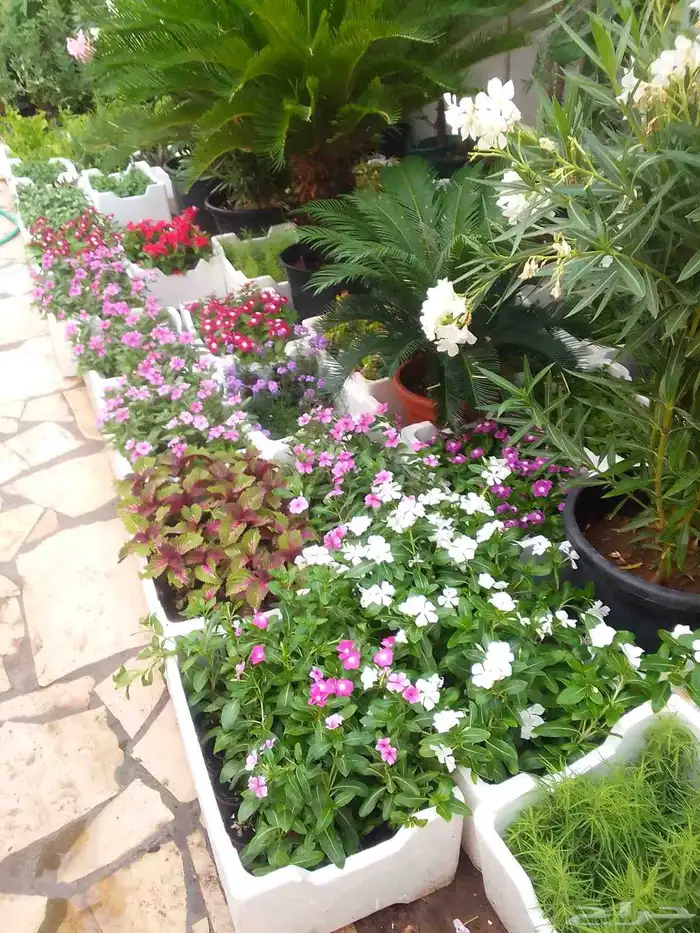 تنسيق حدائق وزراعه التيل وتركيب شبكة الري 5