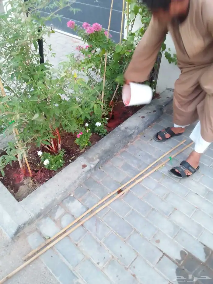 تنسيق حدائق وزراعه التيل وتركيب شبكة الري 6