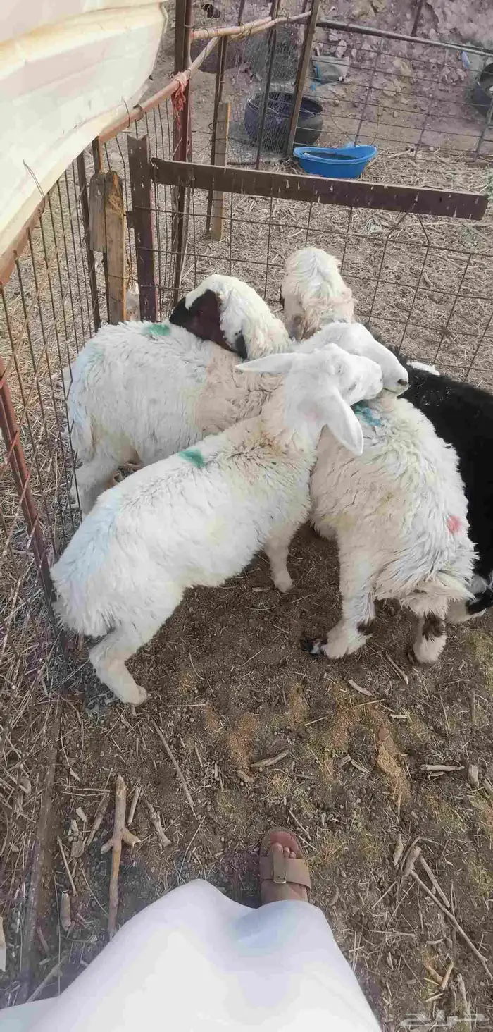 طلي طليان هرافى - تم البيع- 0