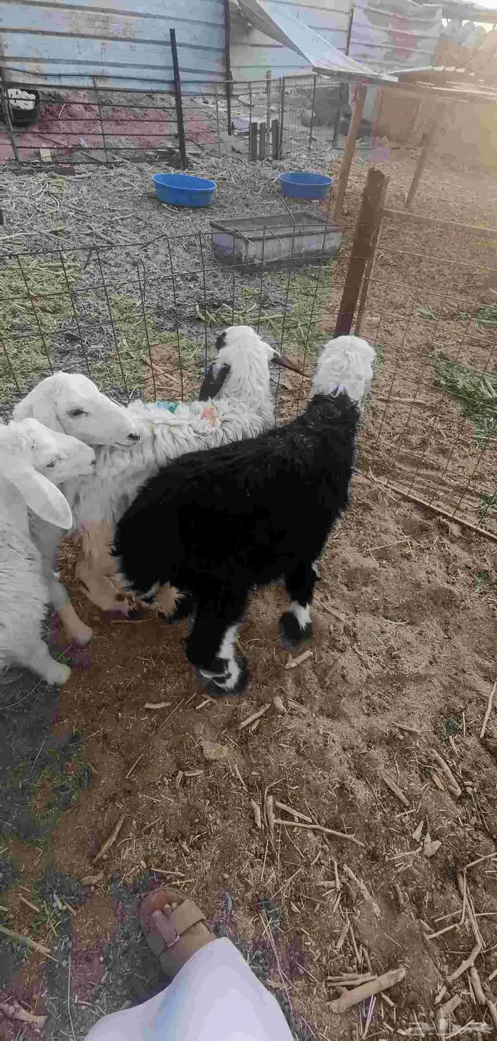 طلي طليان هرافى - تم البيع- 2