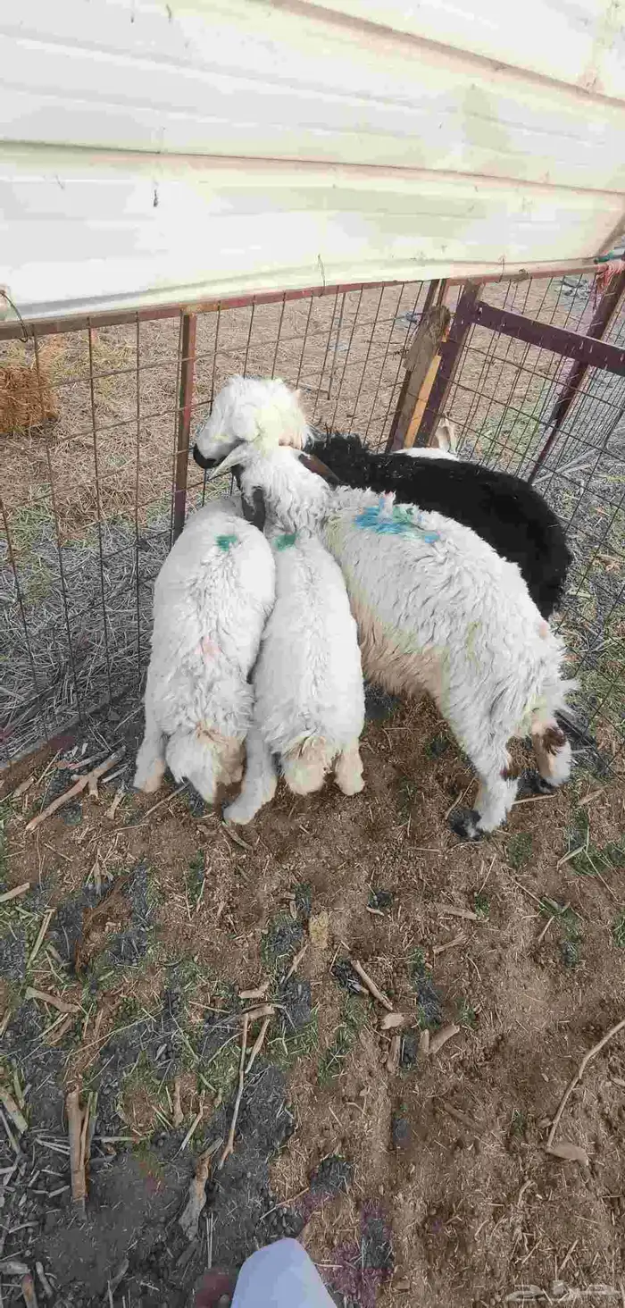 طلي طليان هرافى - تم البيع- 3