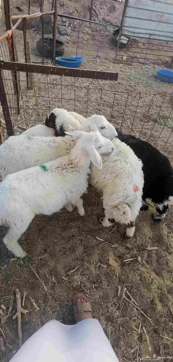 طلي طليان هرافى - تم البيع- 1