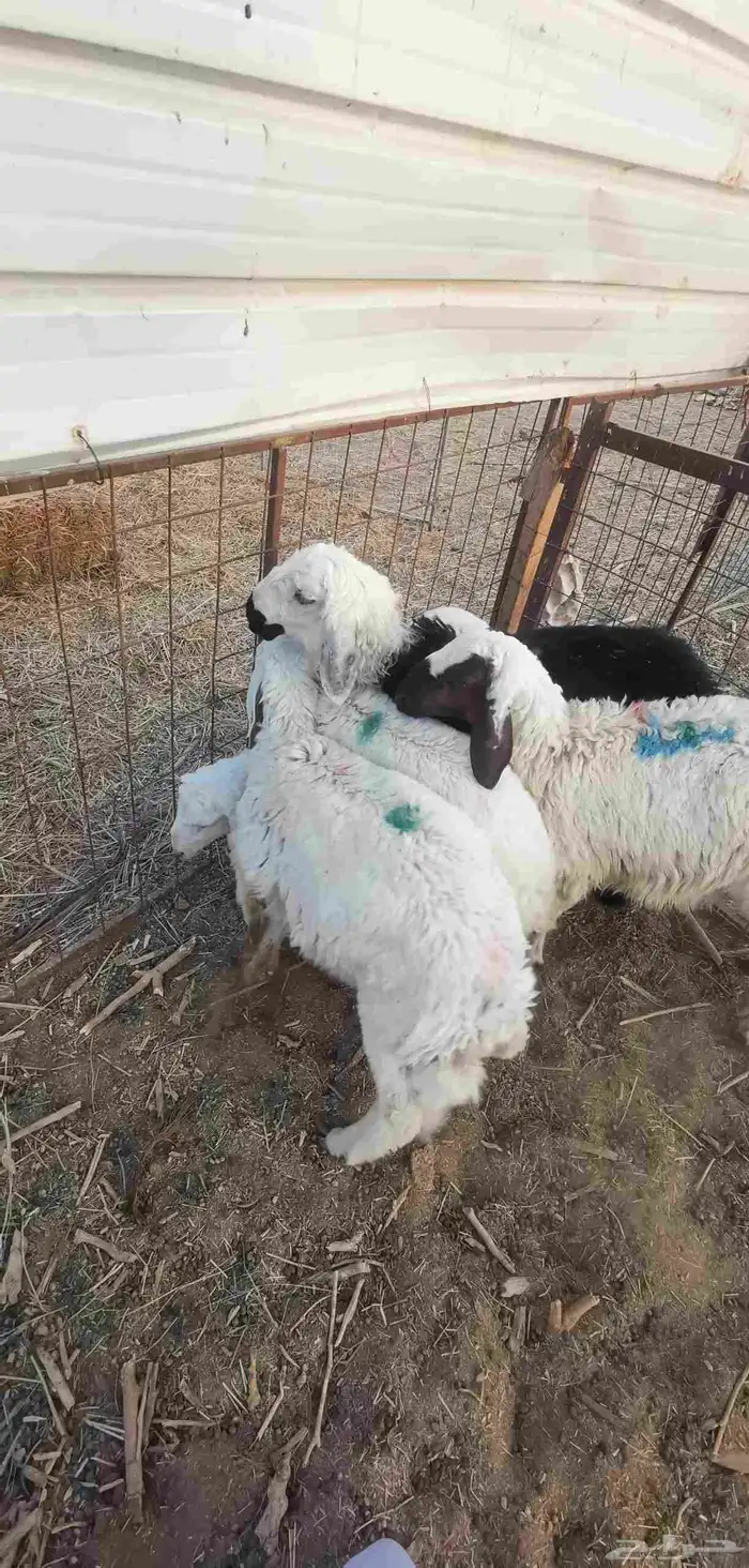 طلي طليان هرافى - تم البيع- 5