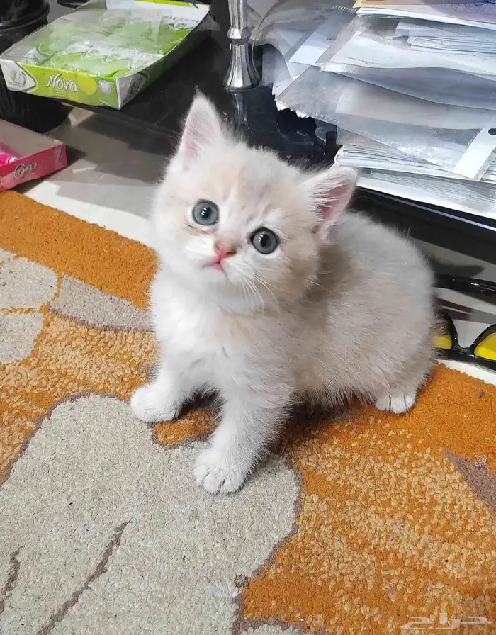 كيتن اسكوتش 1