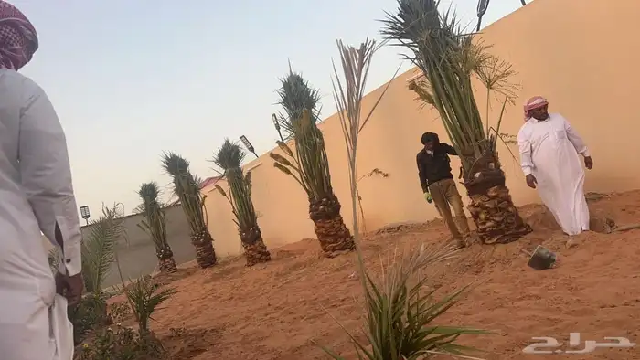 يوجدلدينا جميع انواع اانخيل العربي وجميع المقاسات 3