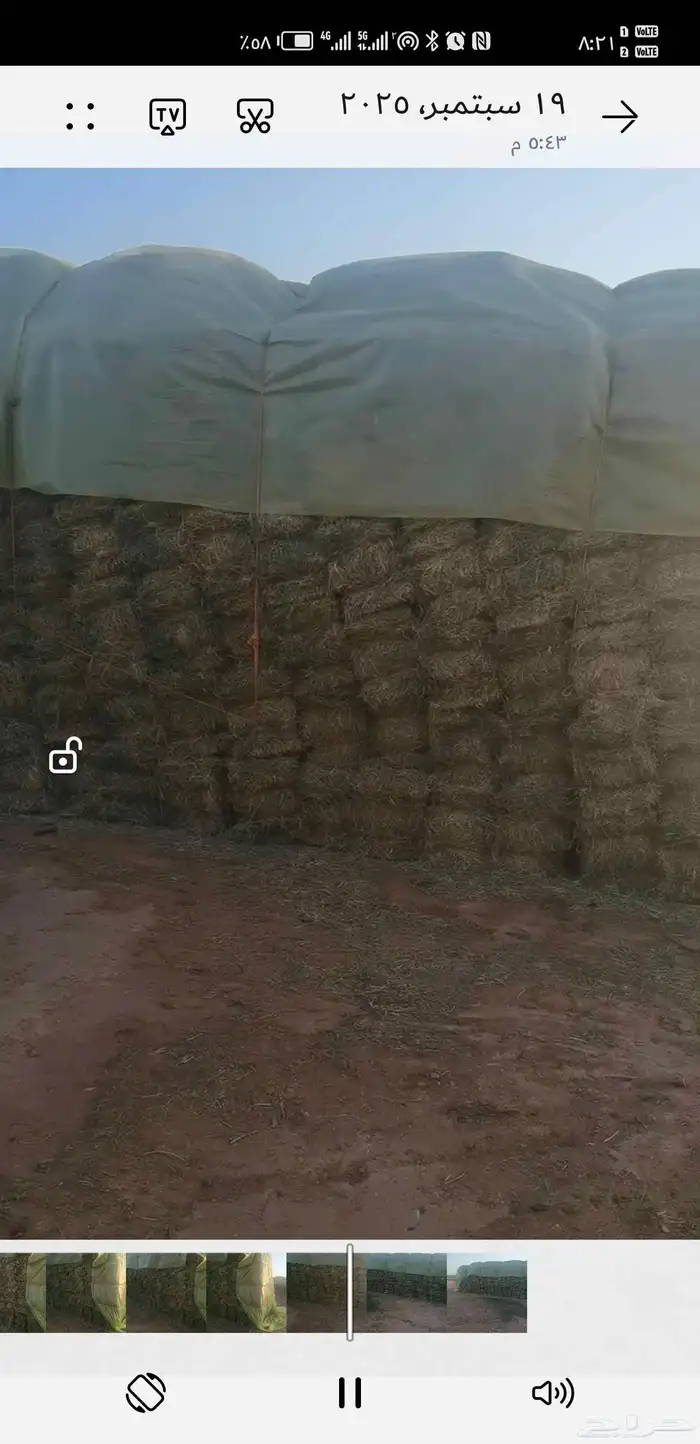 برسيم مخلوط اكثرو انجيلة 0