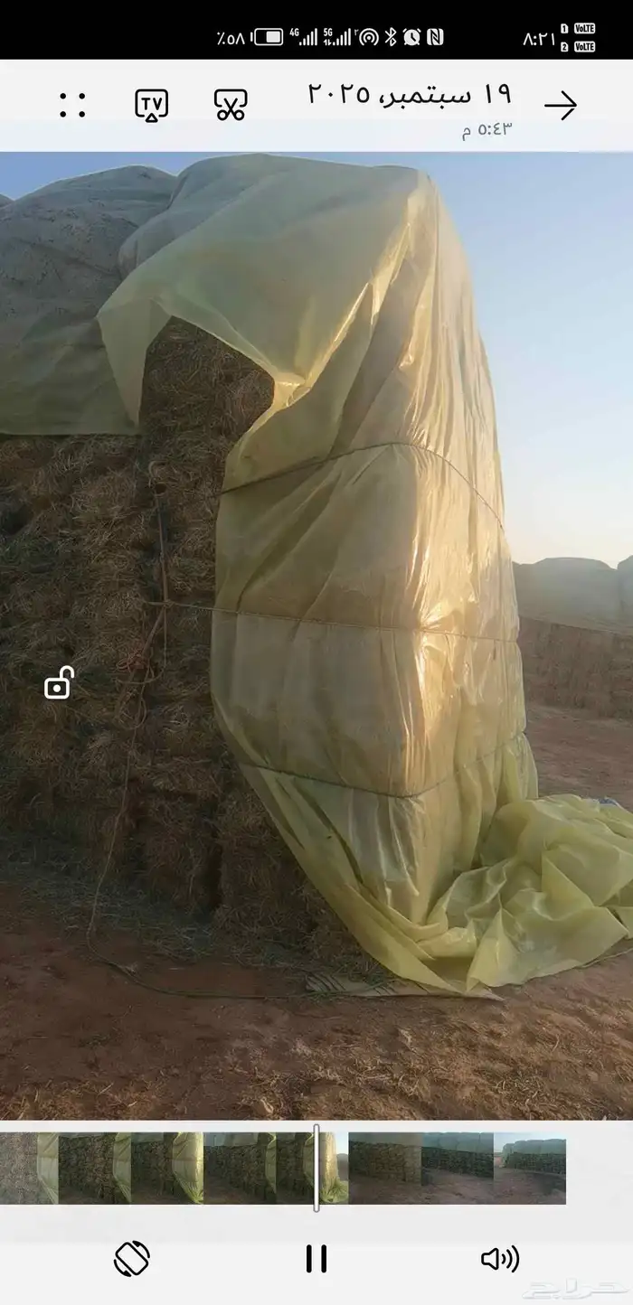 برسيم مخلوط اكثرو انجيلة 1