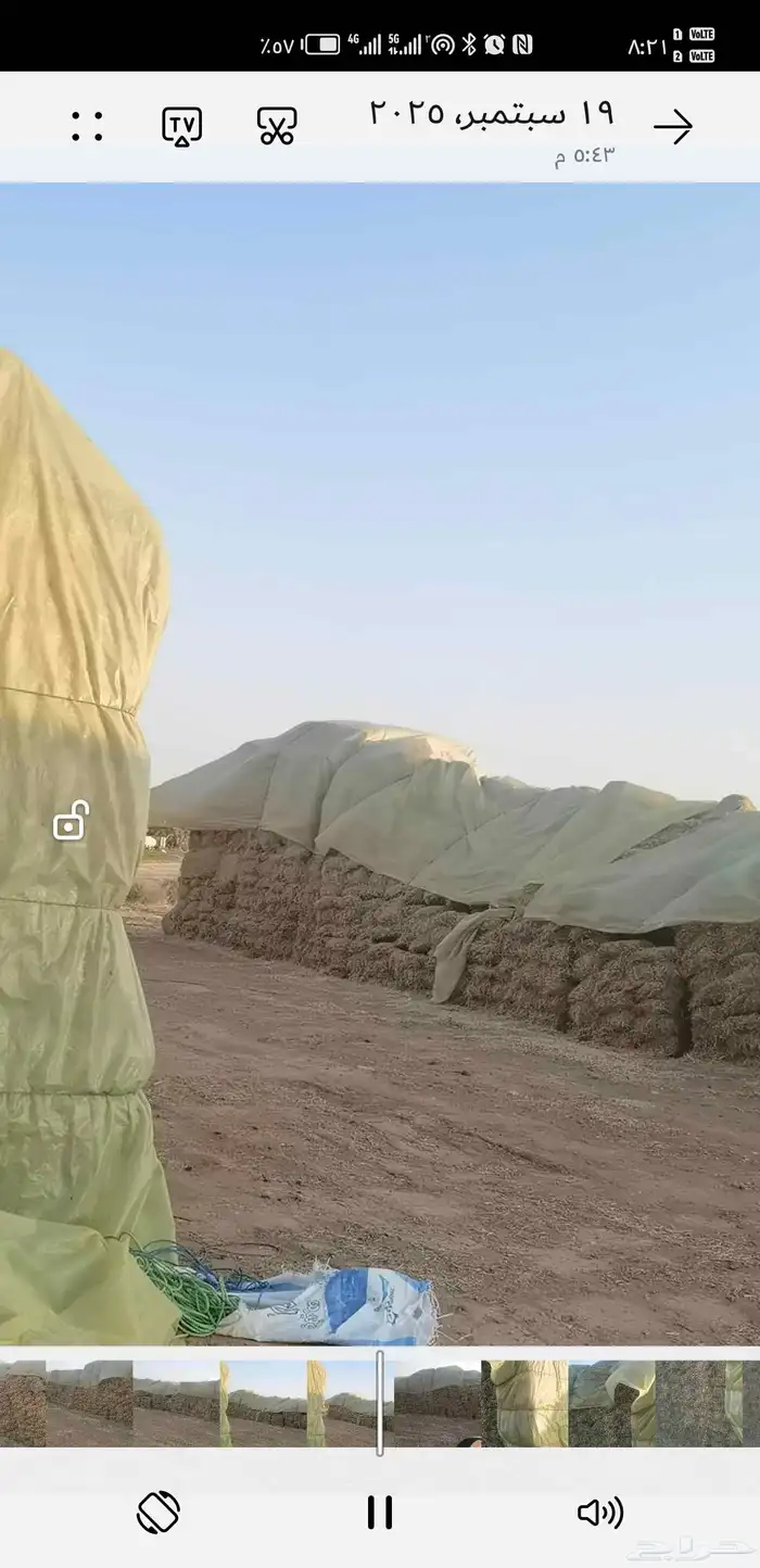 برسيم مخلوط اكثرو انجيلة 2