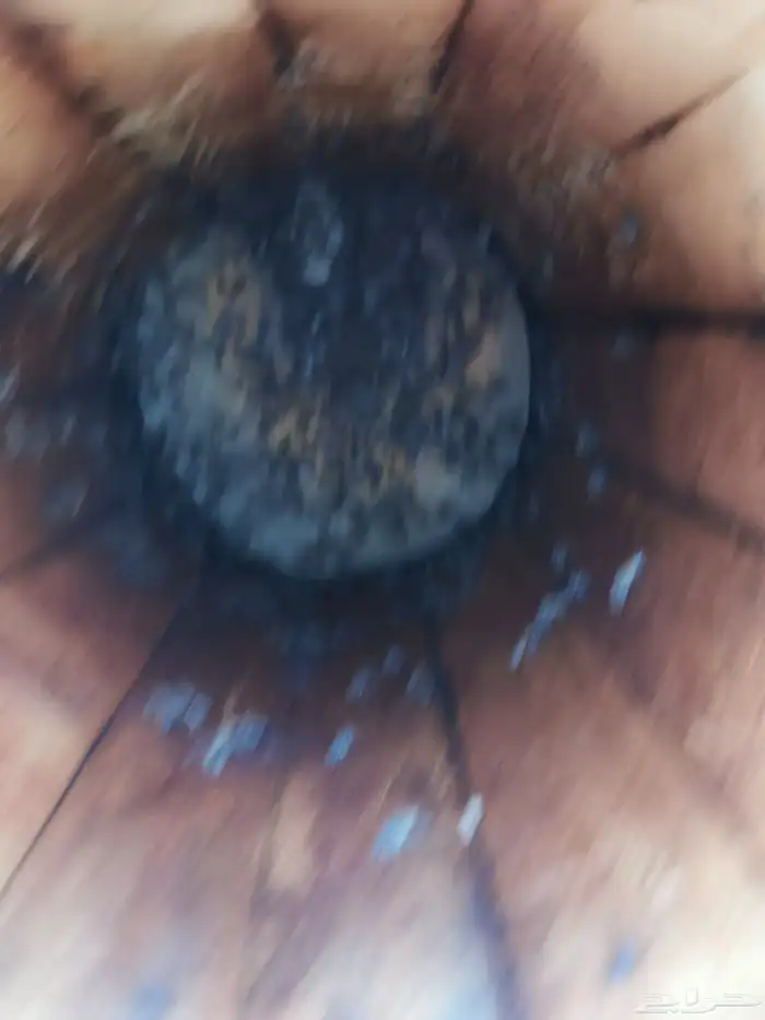 نحل بلدي للبيع مدور 9