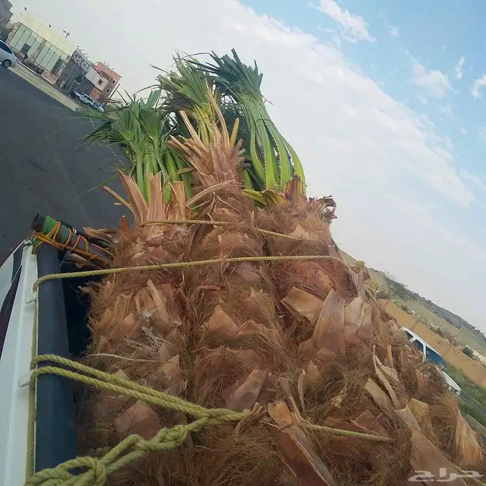 نخيل واشنطني امريكي زينه للفلل والاستراحات 1