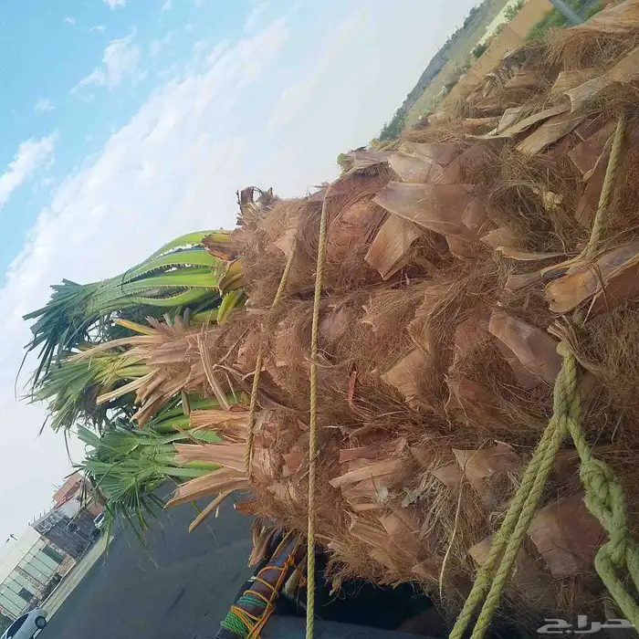 نخيل واشنطني امريكي زينه للفلل والاستراحات 0