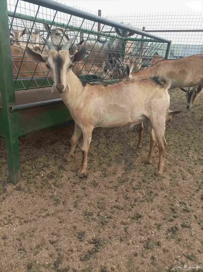 تيس هجين وعل 1
