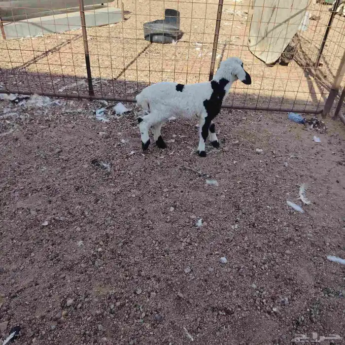 داقور مشروك يدقر شرط عمره شهر 1