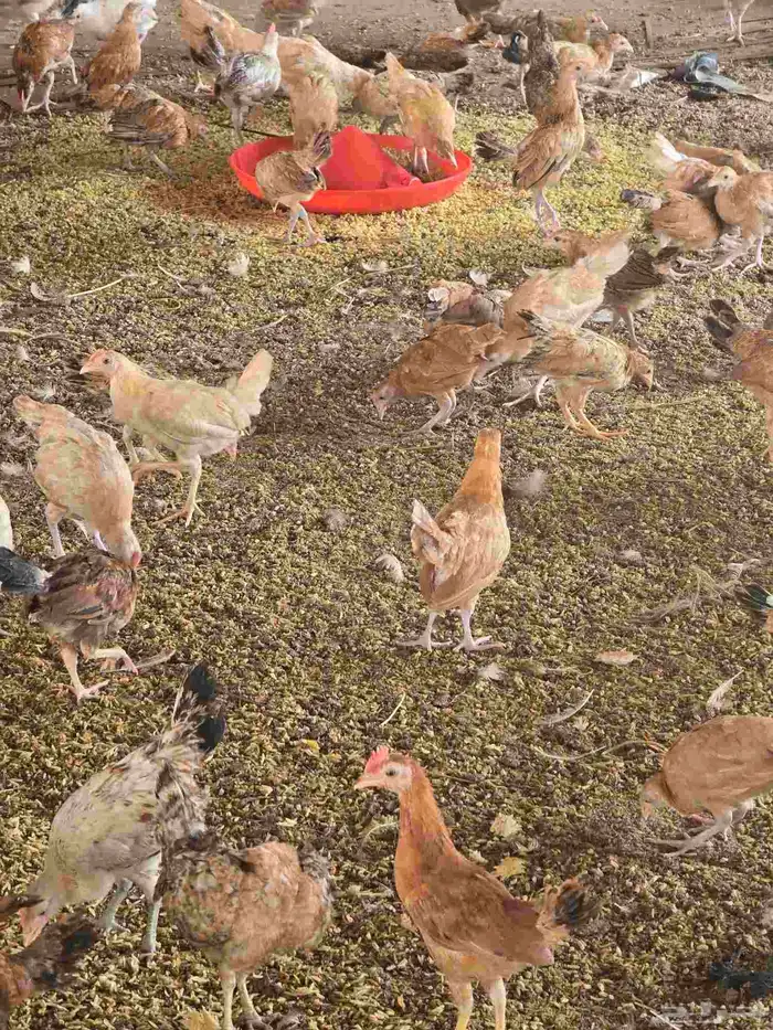 صوص بلدي فواتح عمر شهرين 3