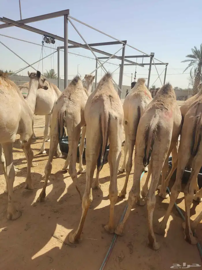موقعنا الباحة الرياض جدة 42