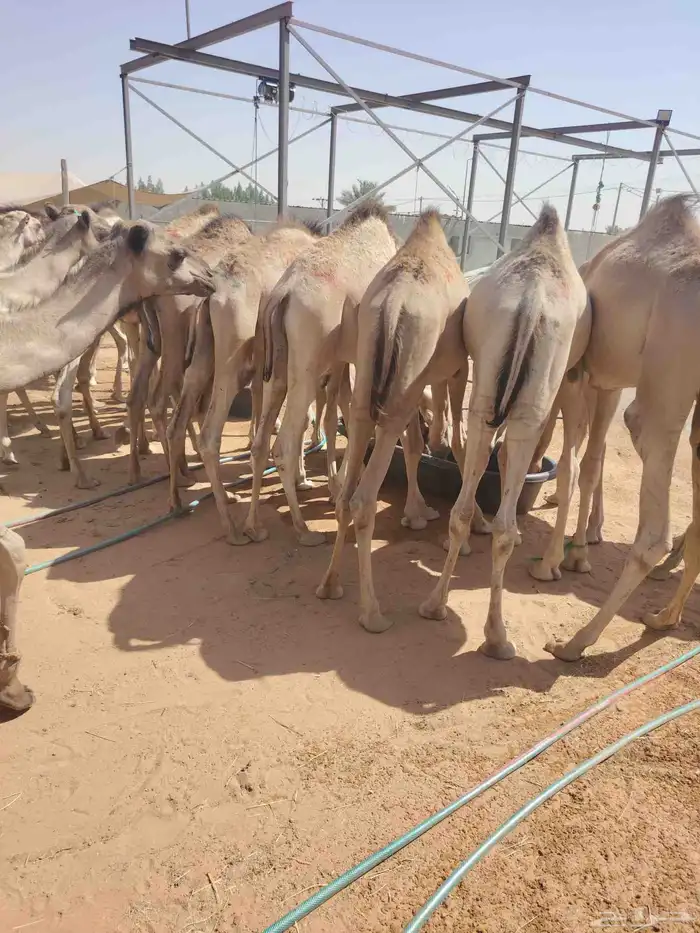 موقعنا الباحة الرياض جدة 45