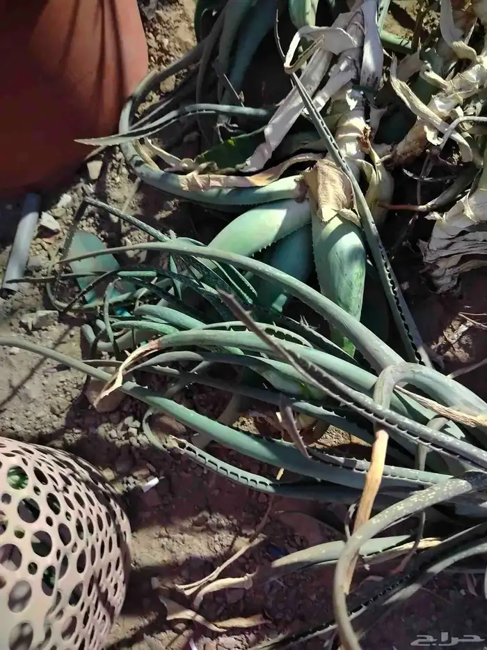 لوجه الله بلاش ماابغى الا الدعاء لي ولأبنائي باالشفاء 1