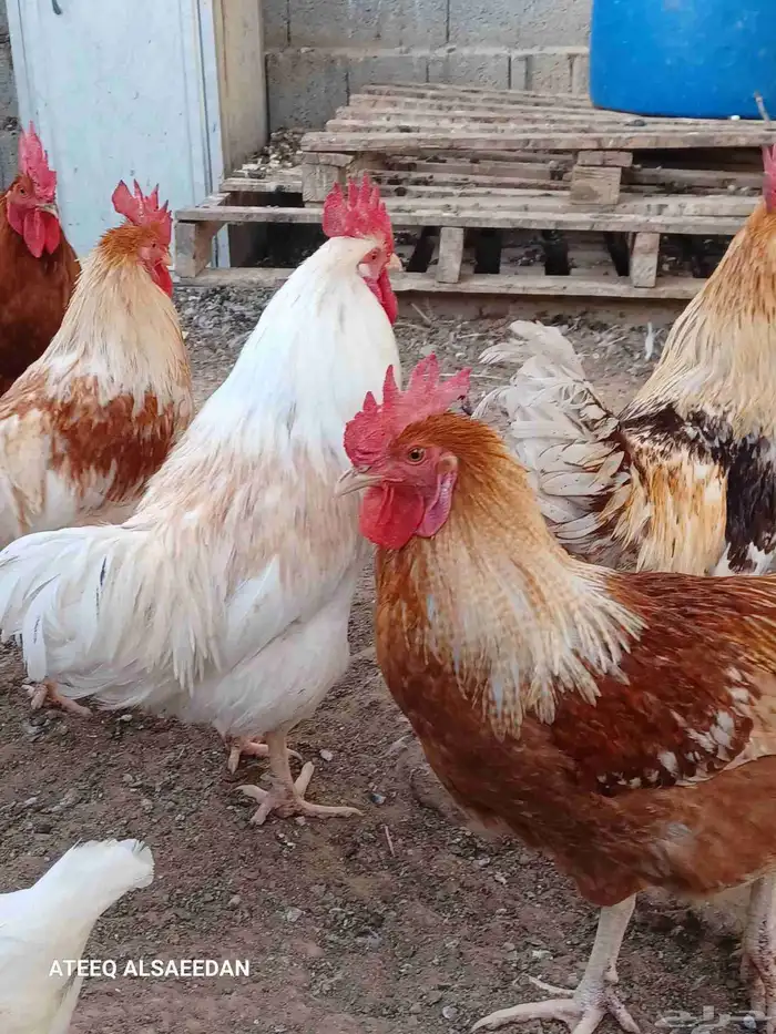 ديك لوهمان صافي 5