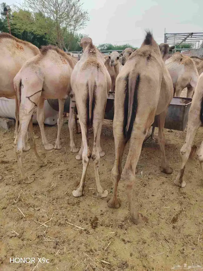 موقعنا الباحة الرياض جدة 39