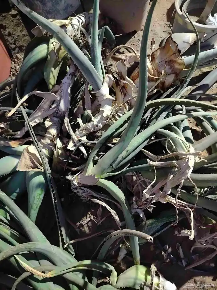 لوجه الله بلاش ماابغى الا الدعاء لي ولأبنائي باالشفاء 0