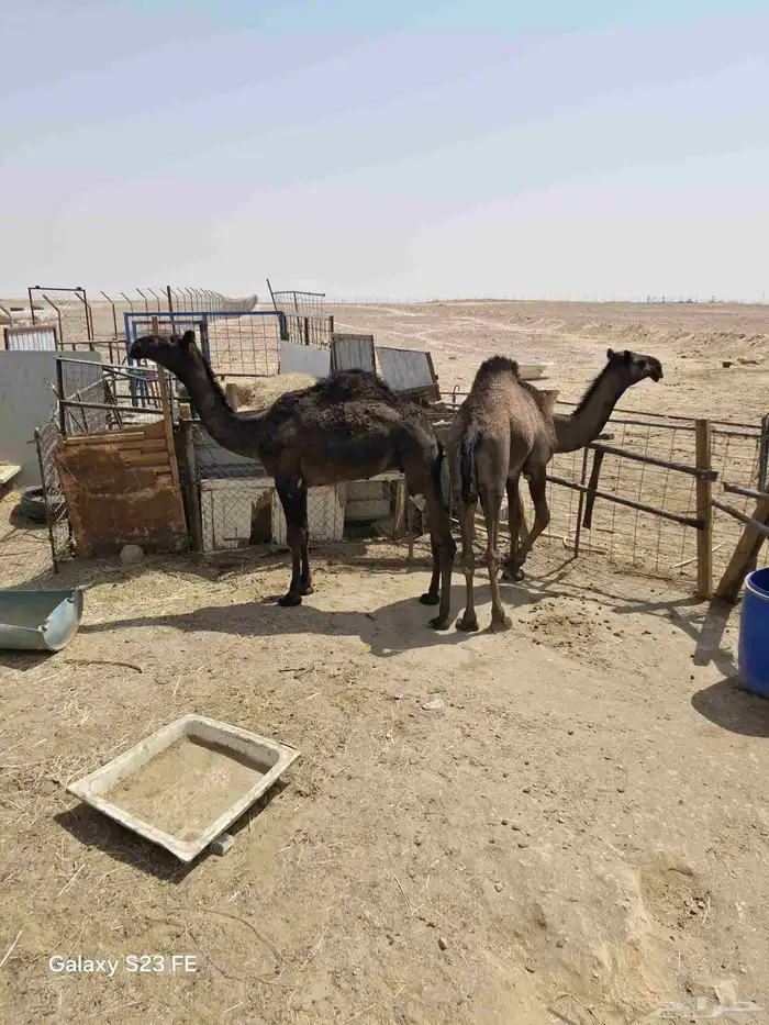 قعود وبكره داخلين حقايق 0