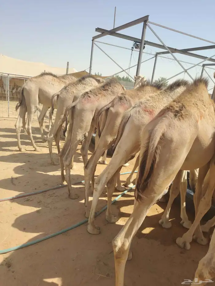 موقعنا الباحة الرياض جدة 44