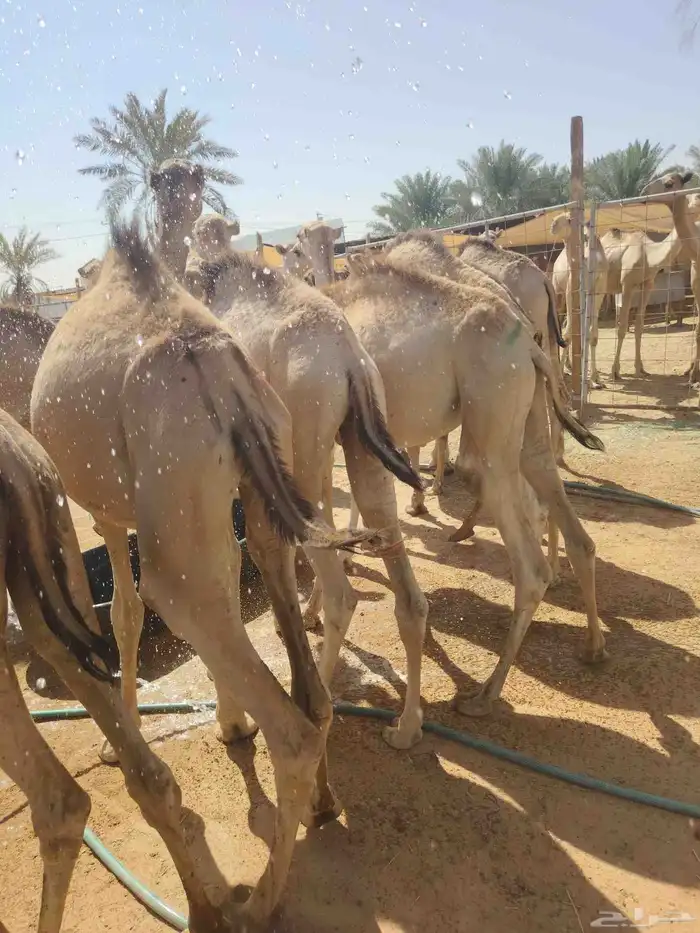 موقعنا الباحة الرياض جدة 49