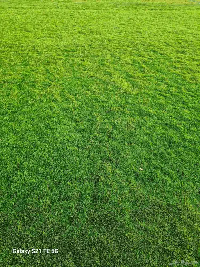 زراعة ثيل وخضروات وأشجار بأنواعها المختلفه تنسيق وترتيب 1