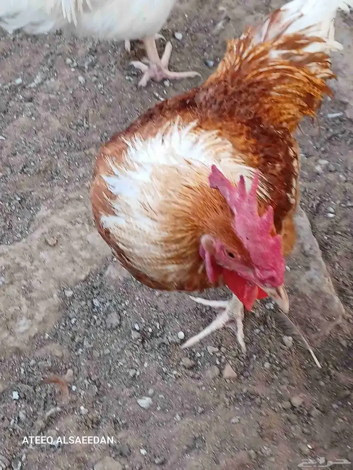 ديك لوهمان صافي 1