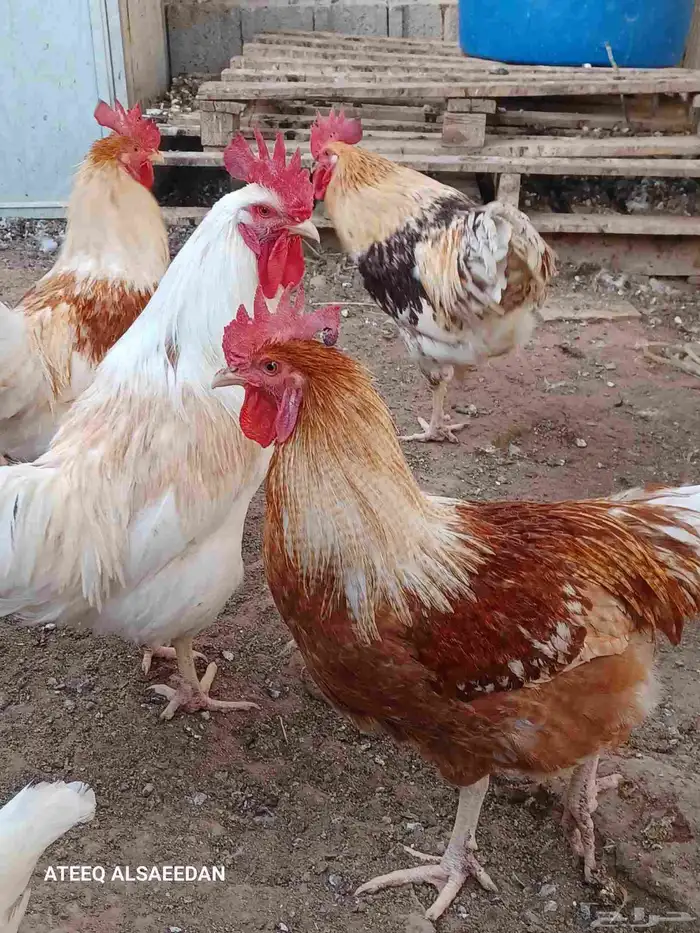 ديك لوهمان صافي 4