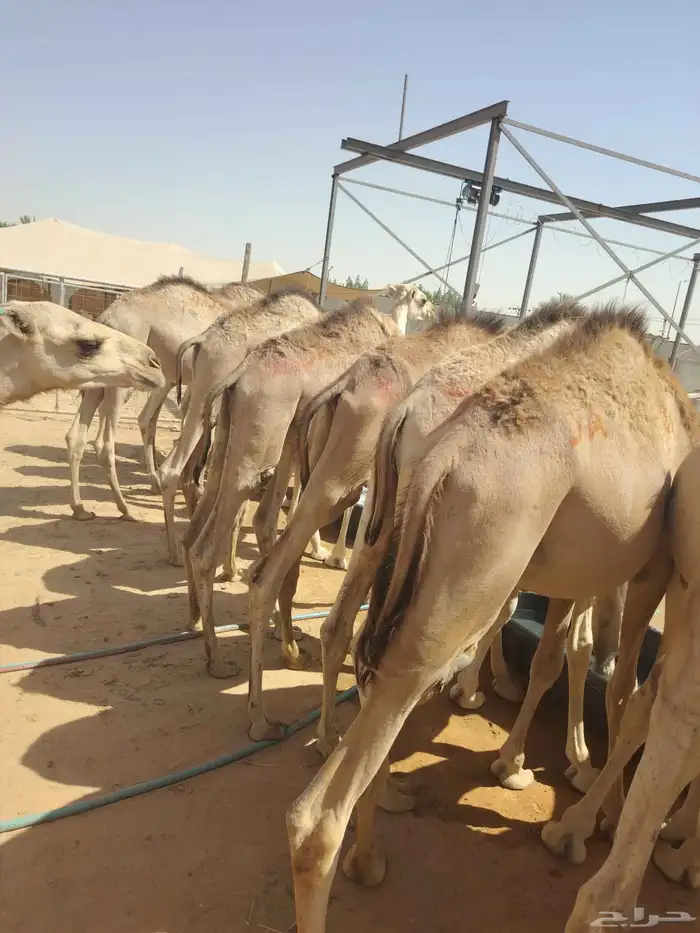 موقعنا الباحة الرياض جدة 40