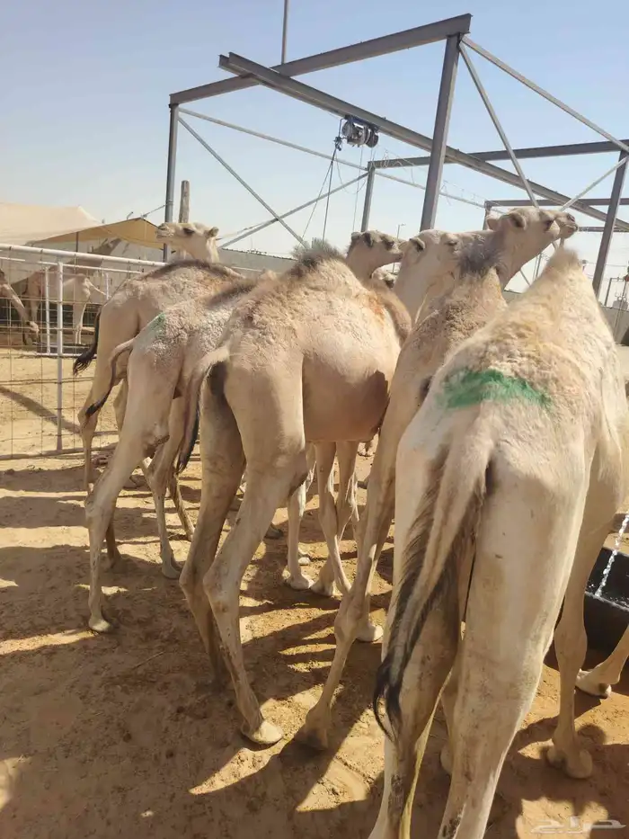 موقعنا الباحة الرياض جدة 46