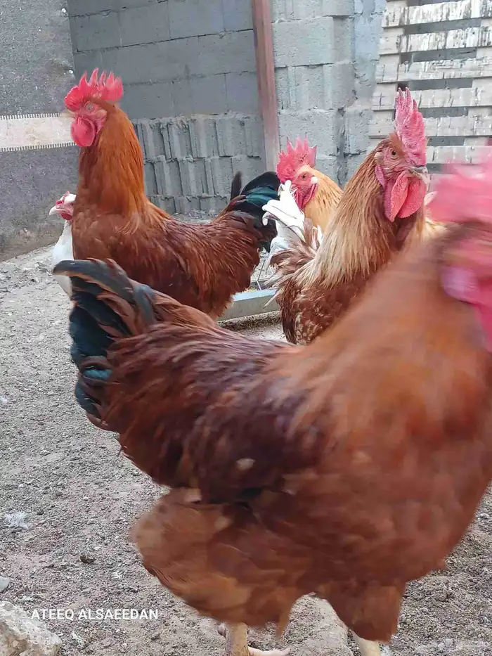 ديك لوهمان صافي 3