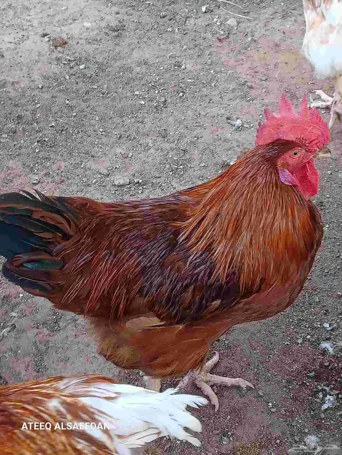 ديك لوهمان صافي 2