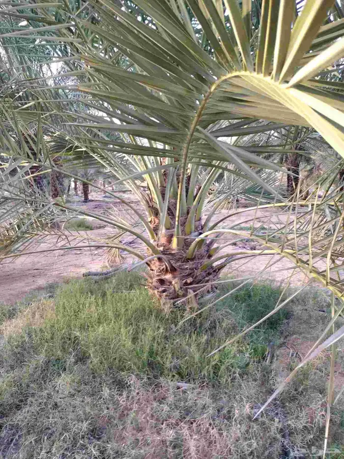 نخل جثايث نخيل إخلاص سكري برحي صقعي مجدول مشكلات 1