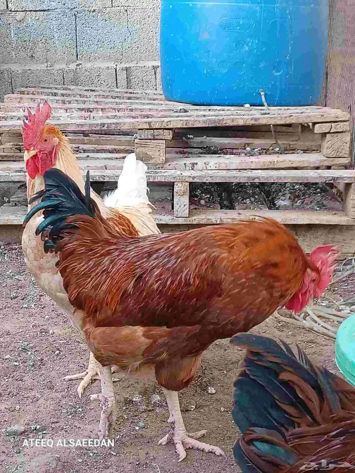 ديك لوهمان صافي 0