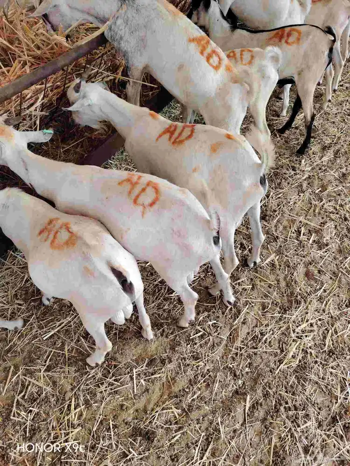 موقعنا الباحة الرياض جدة 36