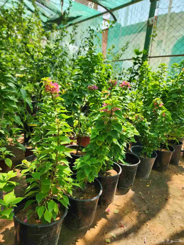 تنسيق حدائق تنضيف اشجار قص اشجار توريد اشجار ونخيل 1