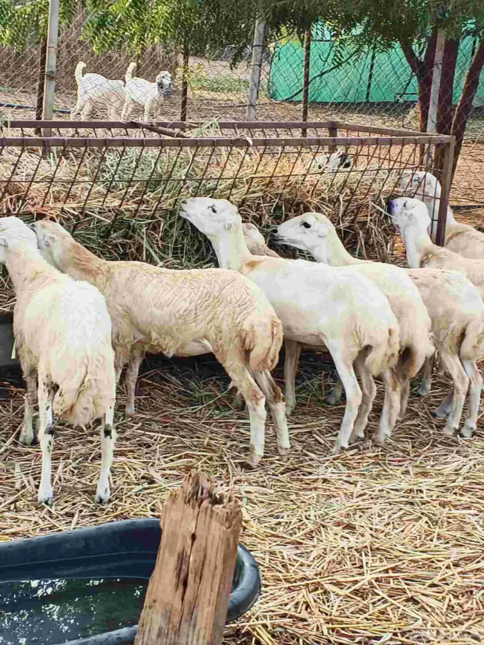 معنا رخال بلدي مضمون 0