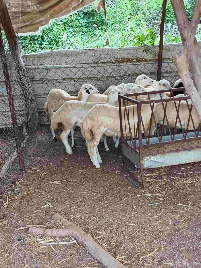 معنا رخال بلدي مضمون 2