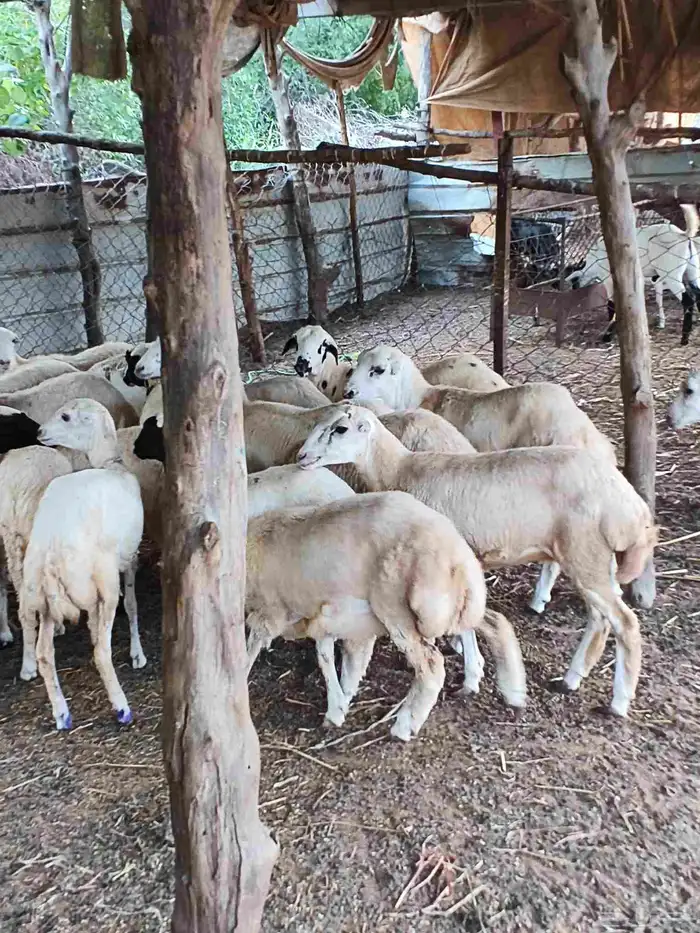 معنا رخال بلدي مضمون 1