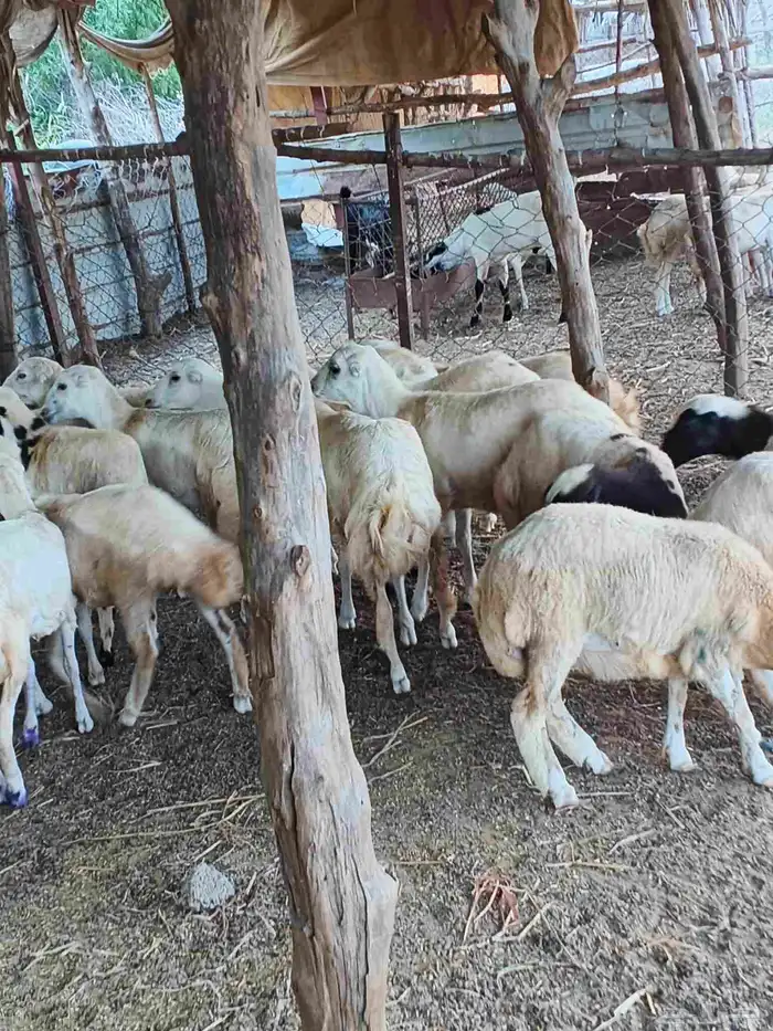 معنا رخال بلدي مضمون 3