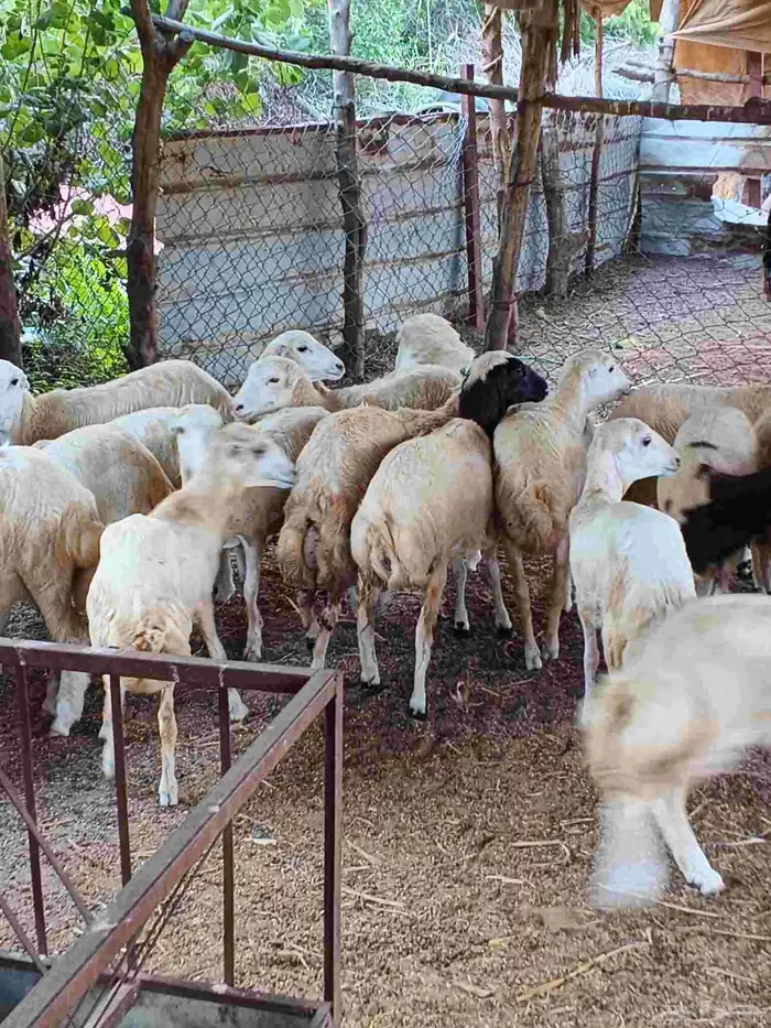 معنا رخال بلدي مضمون 9