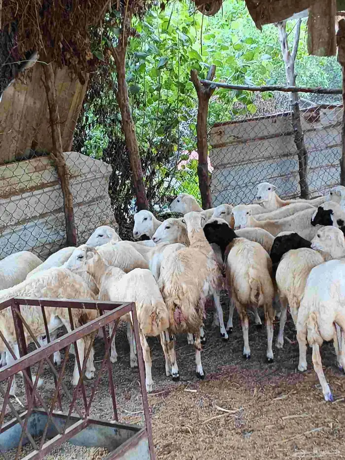 معنا رخال بلدي مضمون 8