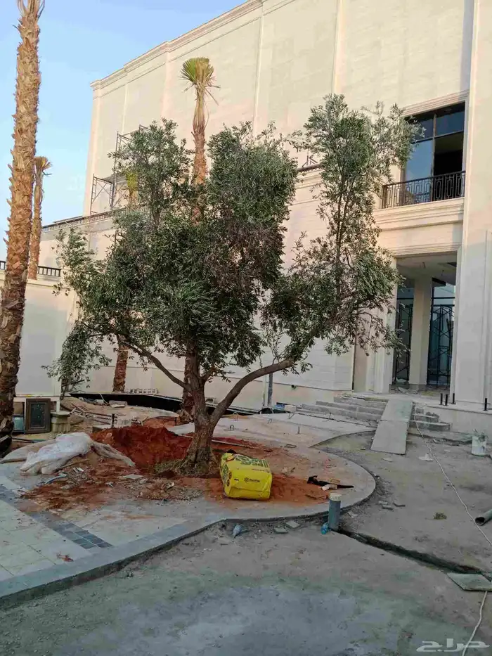 شجره الزيتون جميع الاحجام متوفره 5