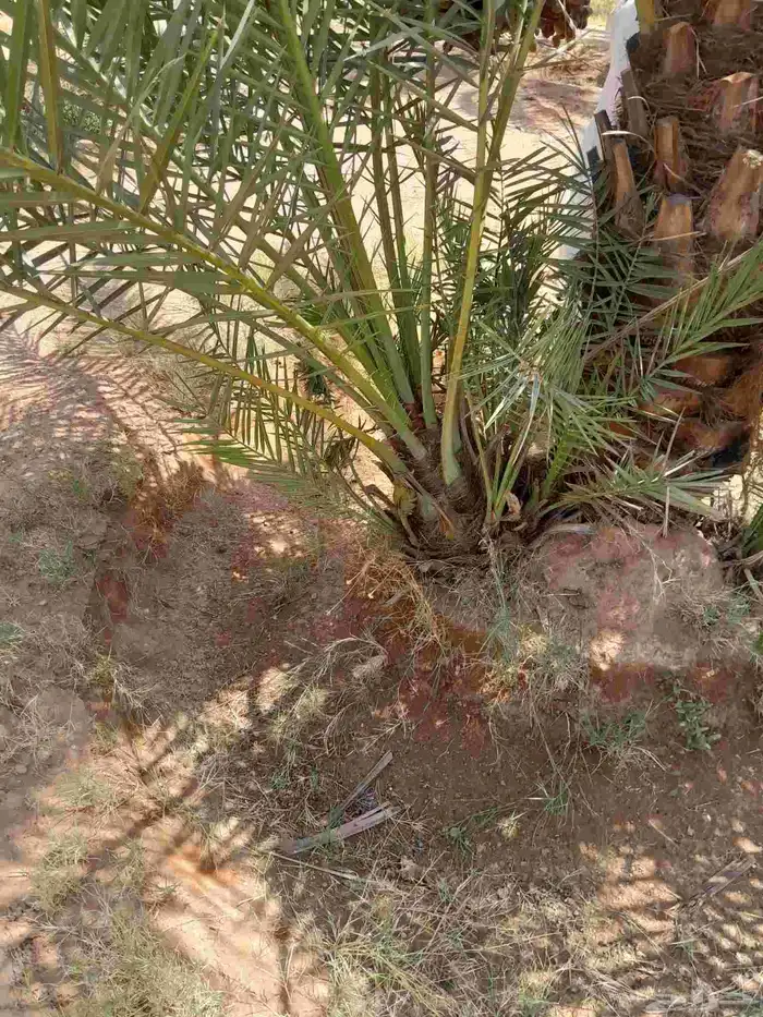 فسايل طيبه برحي وسكري وخلاص 0