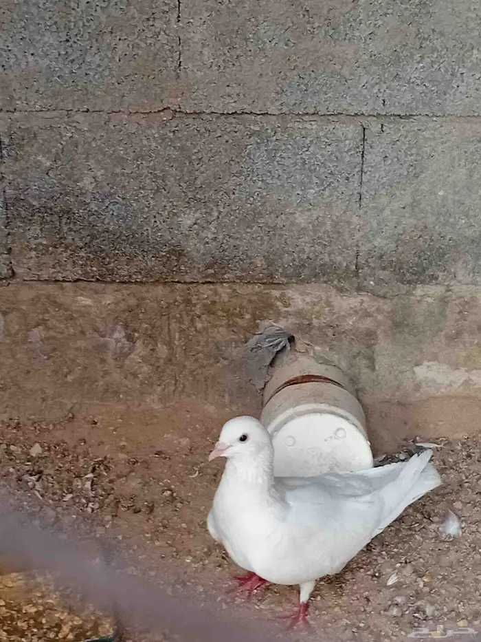 حمام فرنسي ذكر للبيع (على اسوم ) 2
