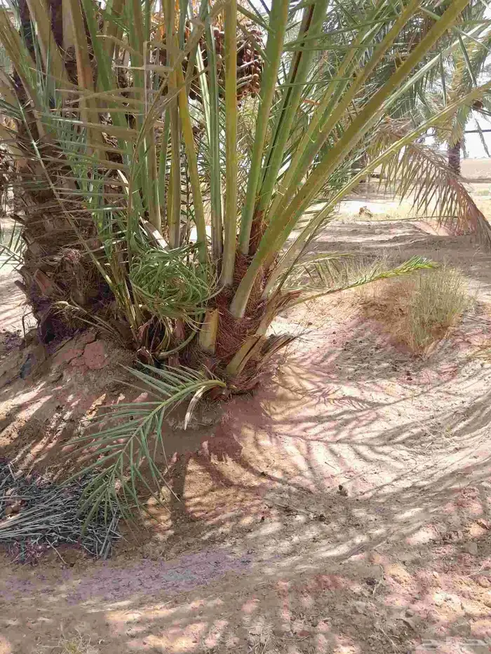 فسايل طيبه برحي وسكري وخلاص 1