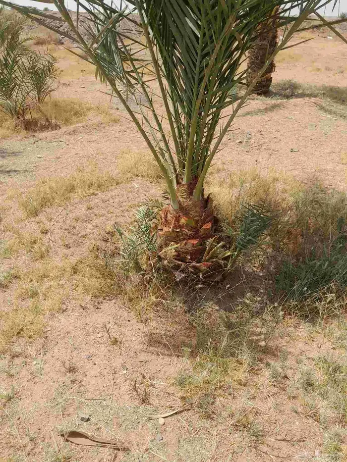 فسايل طيبه برحي وسكري وخلاص 8